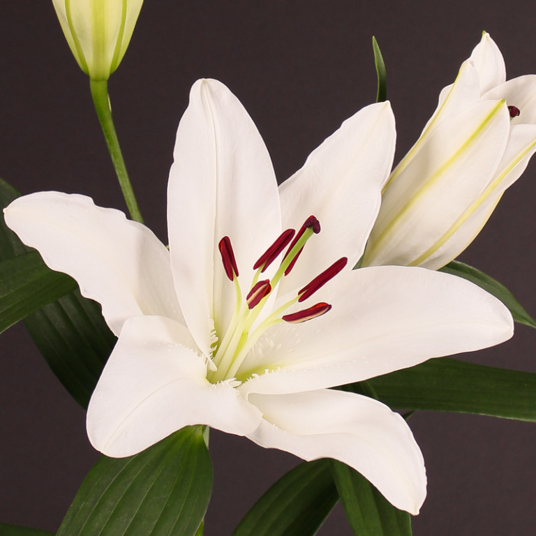 Oriental Lillies Floriken Blooms